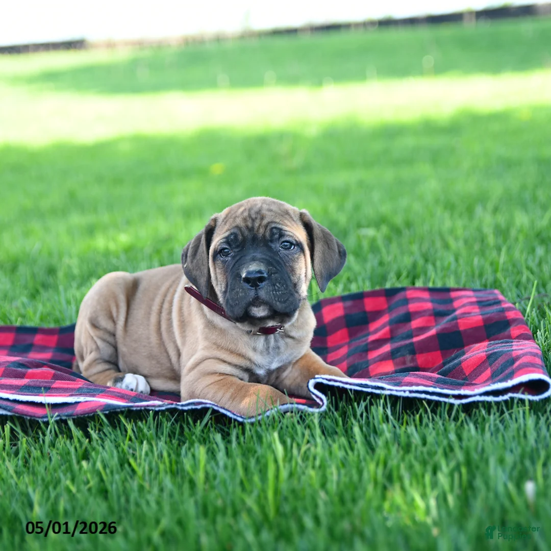 Cane Corso dogs for sale: Ivy - Ad 3