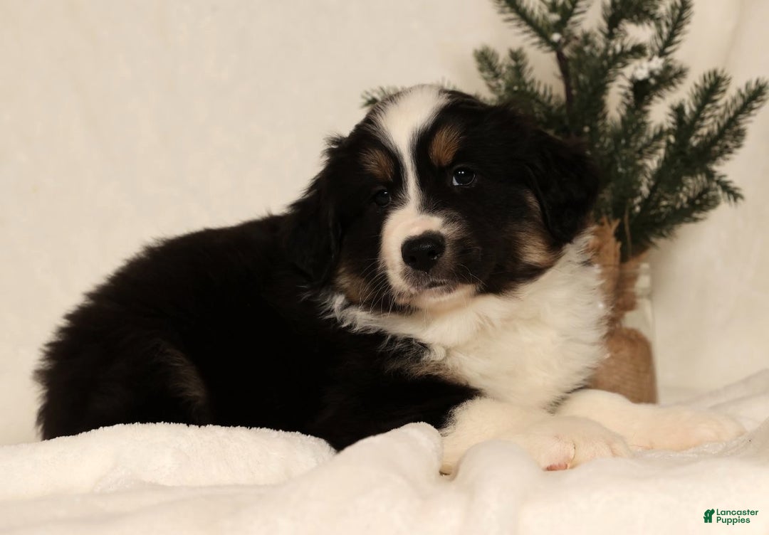 Miniature Australian Shepherd dogs for sale: Tucker - Ad 9