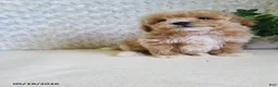 Bichpoo dogs for sale: Pluto - Ad 7