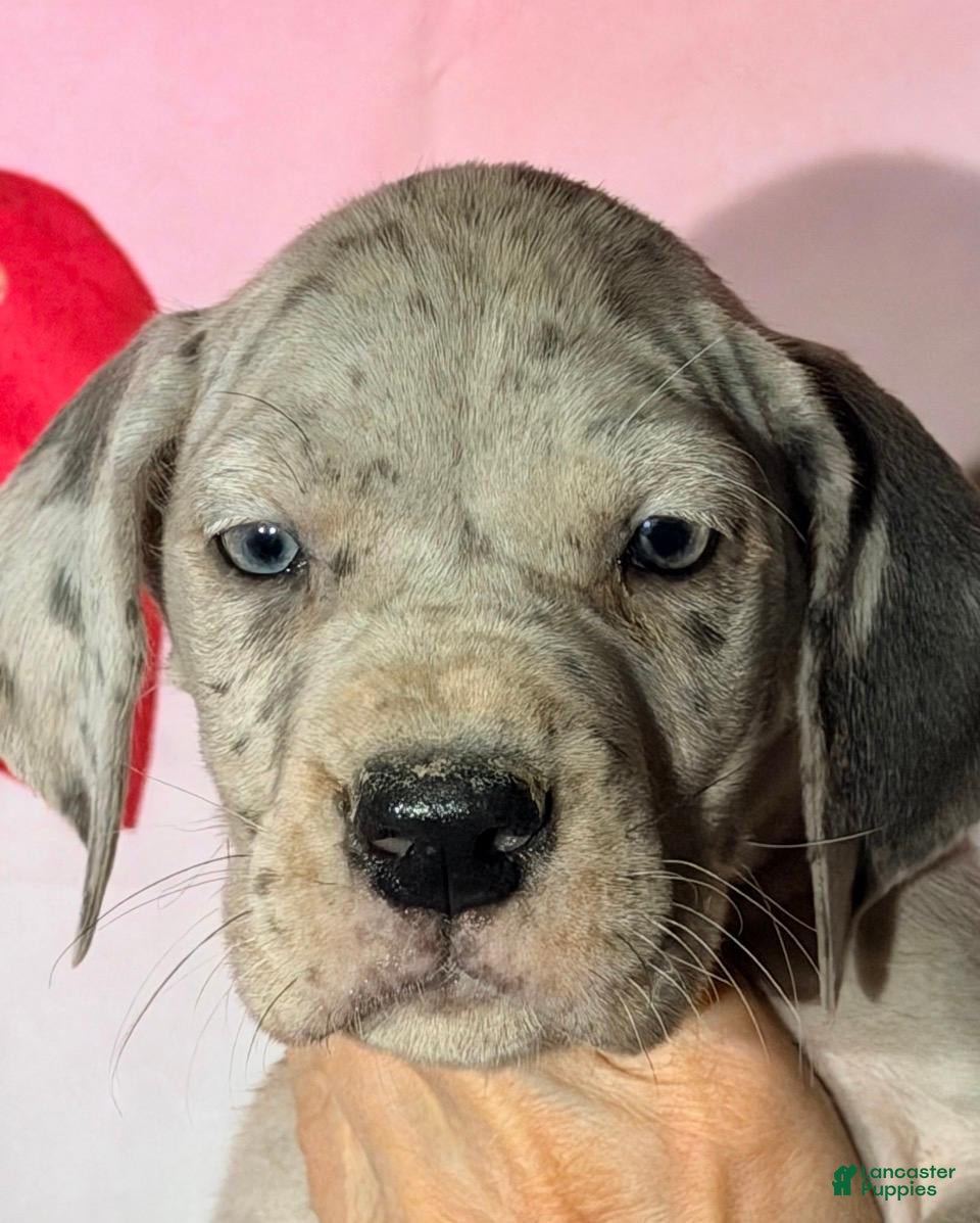 Great Dane dogs ANA - BLUE MERLE - Ad 31