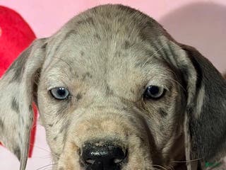 Great Dane dogs ANA - BLUE MERLE - Ad 31