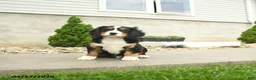 Miniature Bernese Mountain Dog dogs for sale: Wilson - Ad 1