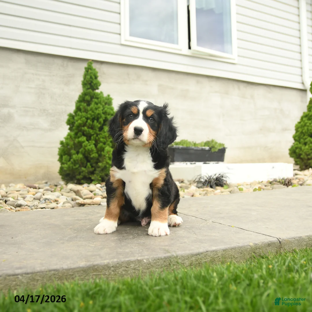 Miniature Bernese Mountain Dog dogs for sale: Wilson - Ad 1