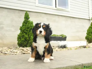 Miniature Bernese Mountain Dog dogs for sale: Wilson - Ad 3