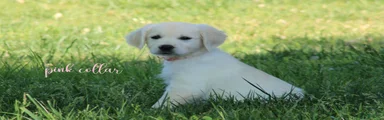 Golden Retriever Pink Collar