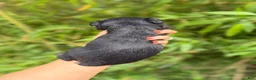 Miniature Schnauzer dogs for sale: Miniature Schnauzer Puppy 4 - Ad 2