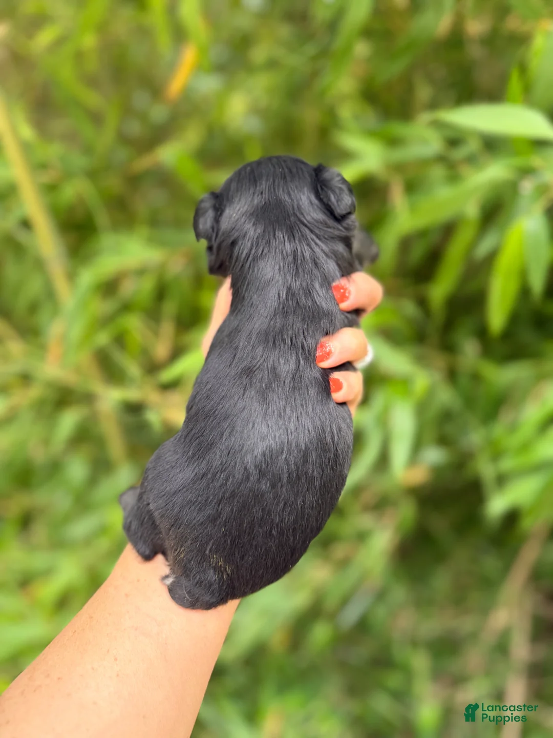 Miniature Schnauzer dogs for sale: Miniature Schnauzer Puppy 4 - Ad 2