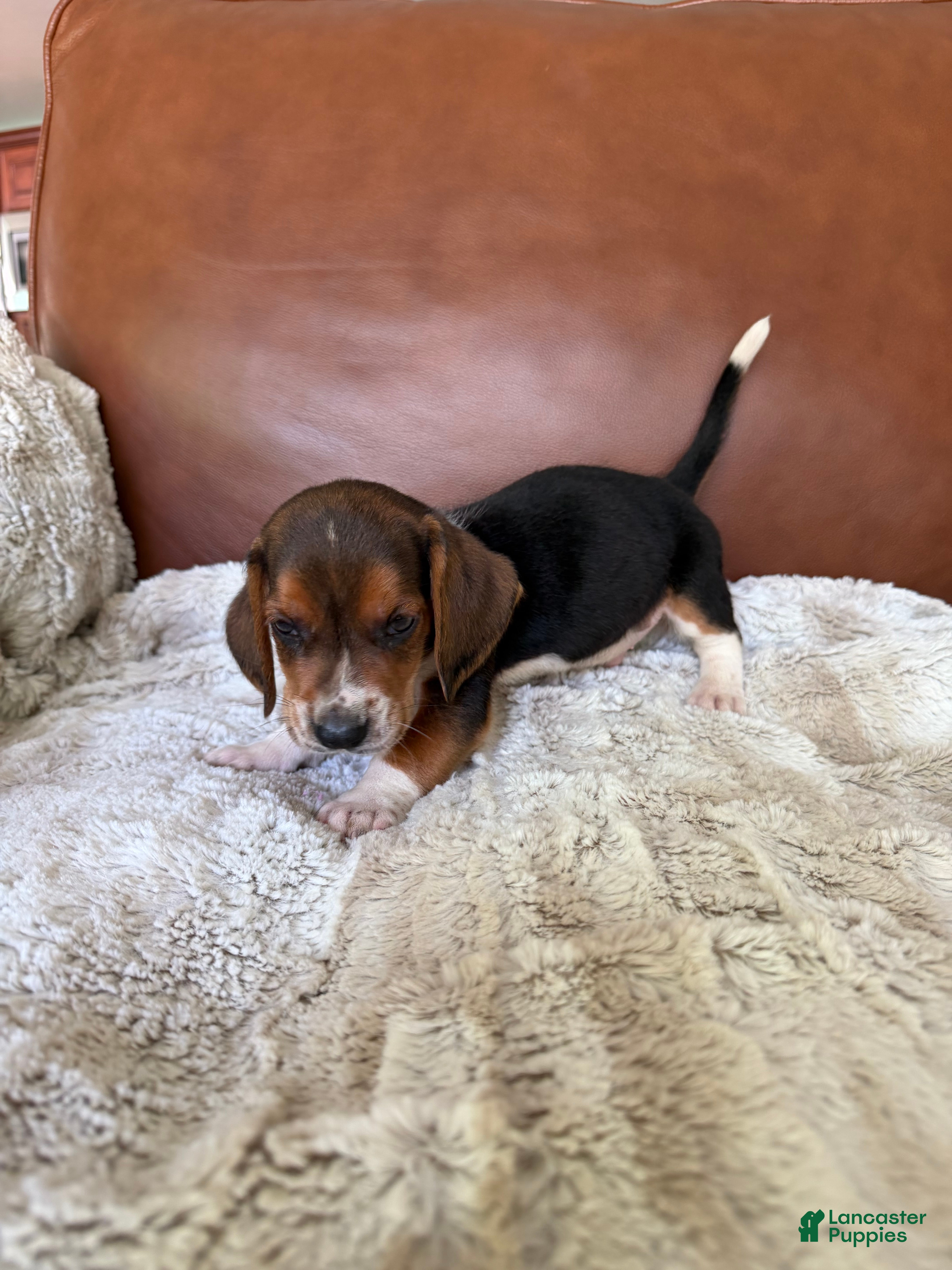 Basset Hound dogs Timmy - Ad 1