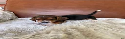 Basset Hound dogs for sale: Timmy - Ad 1