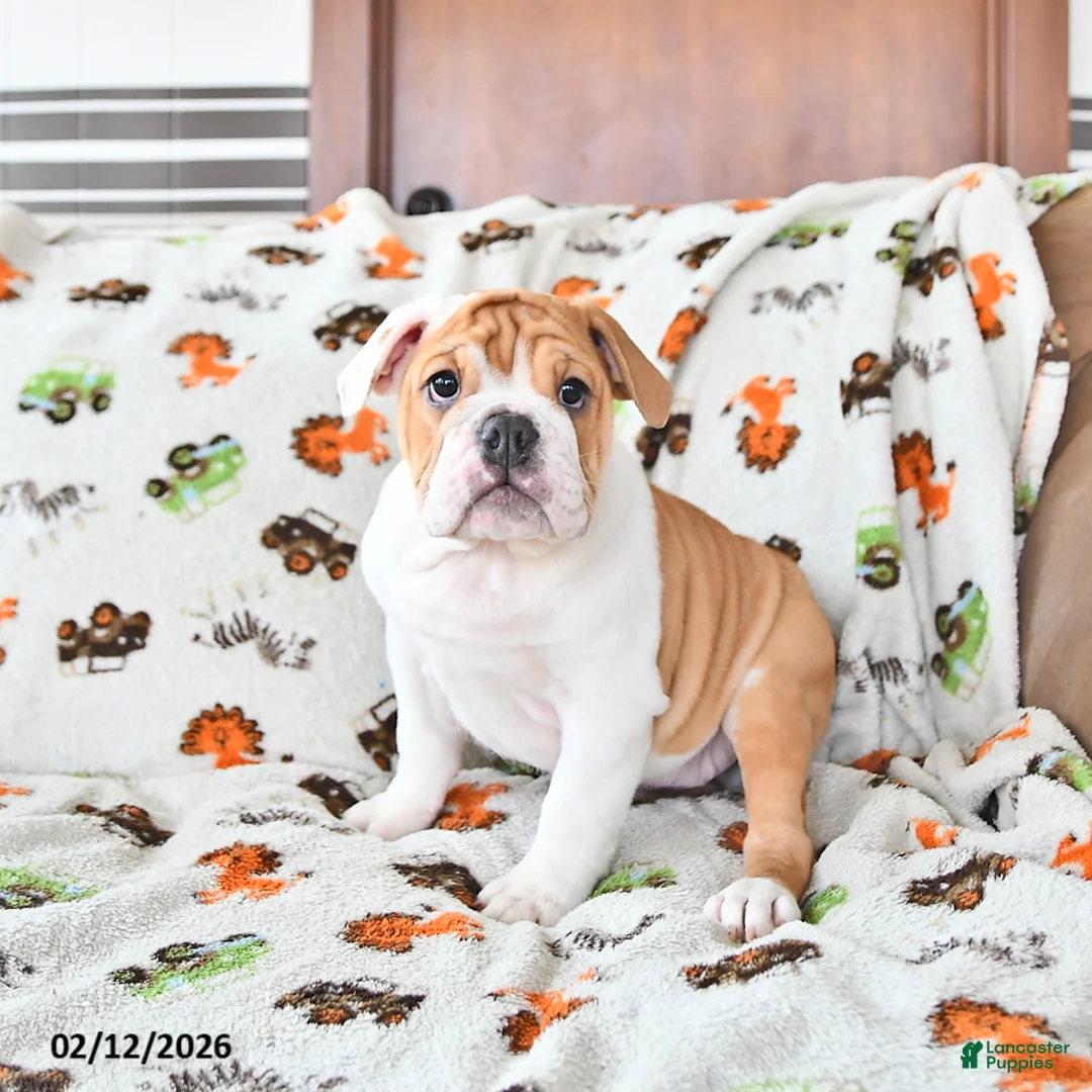 English Bulldog dogs for sale: Daisy - Ad 4