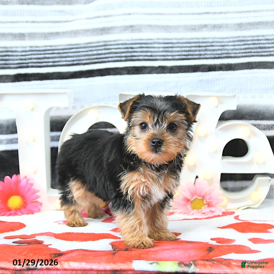 Yorkshire Terrier dogs Marshall - Ad 2