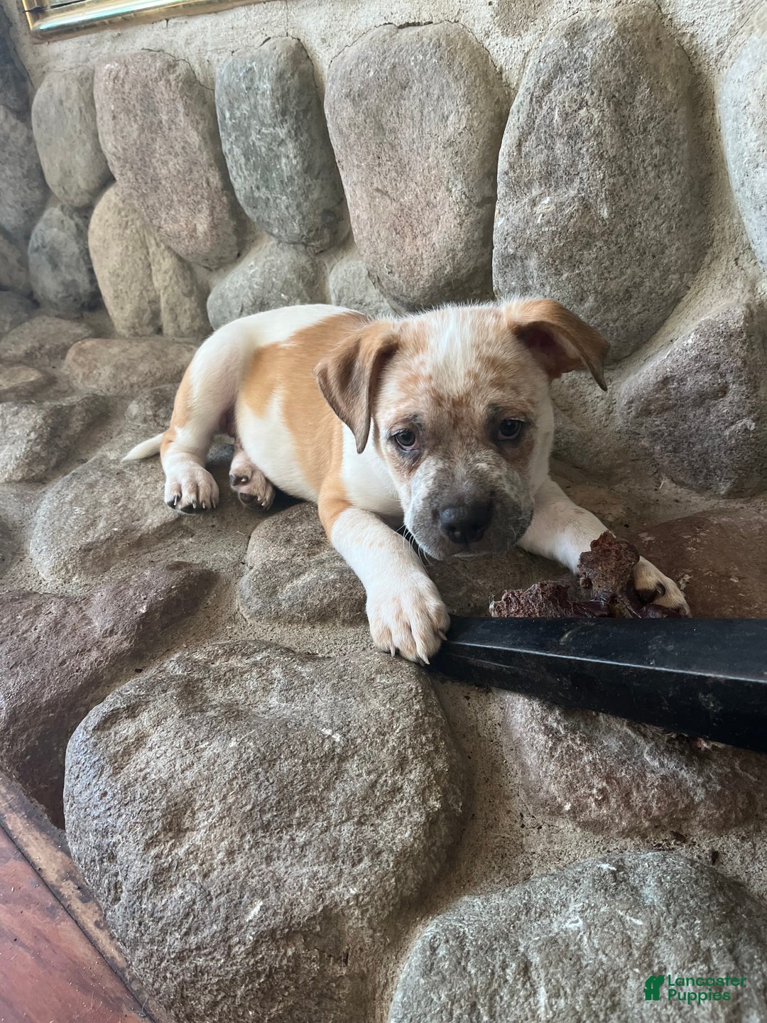 Mixed Breed dogs for sale: Mixed Breed Puppy 6 - Ad 19