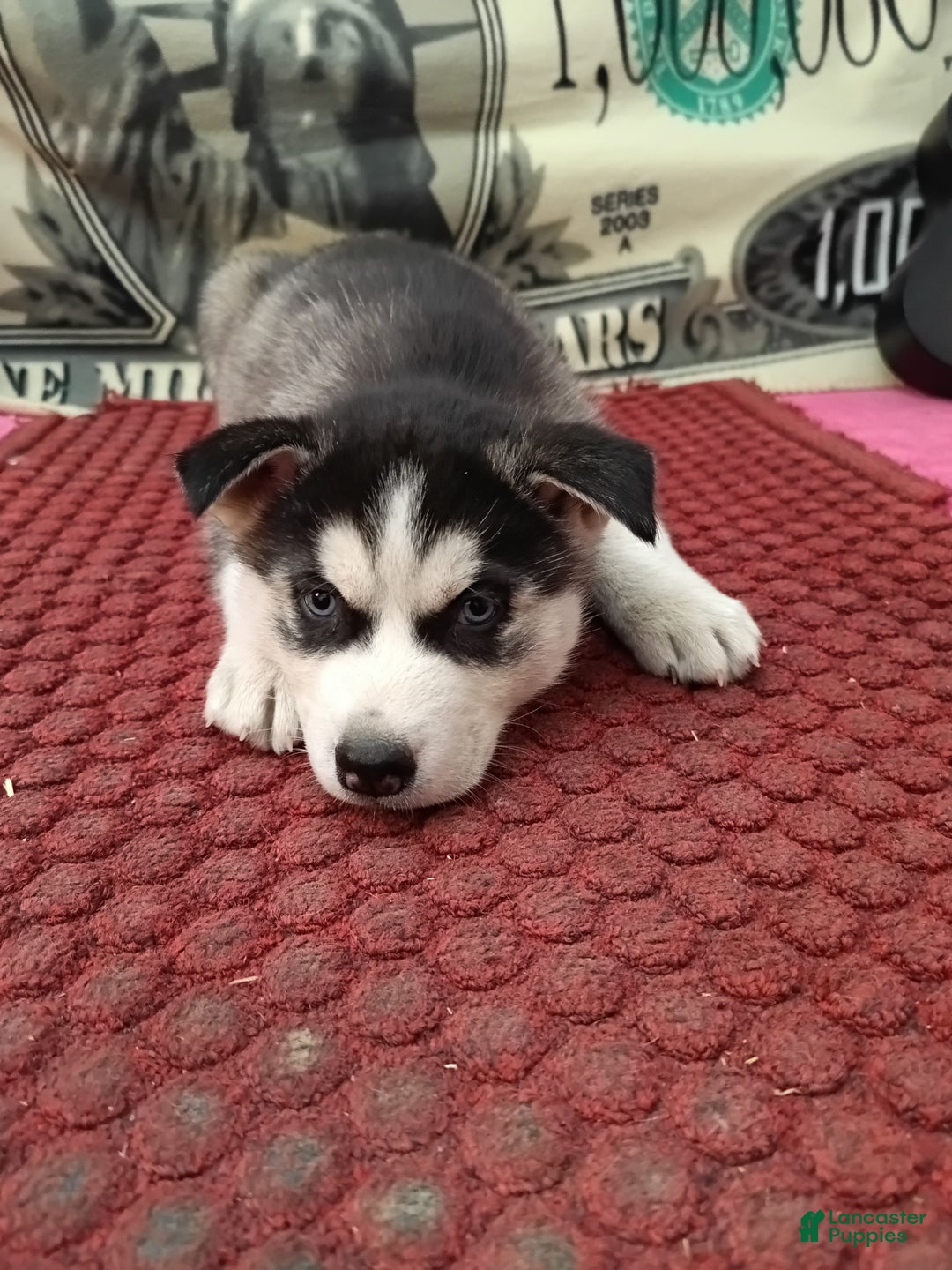 Siberian Husky dogs for sale: Aiden - Ad 6