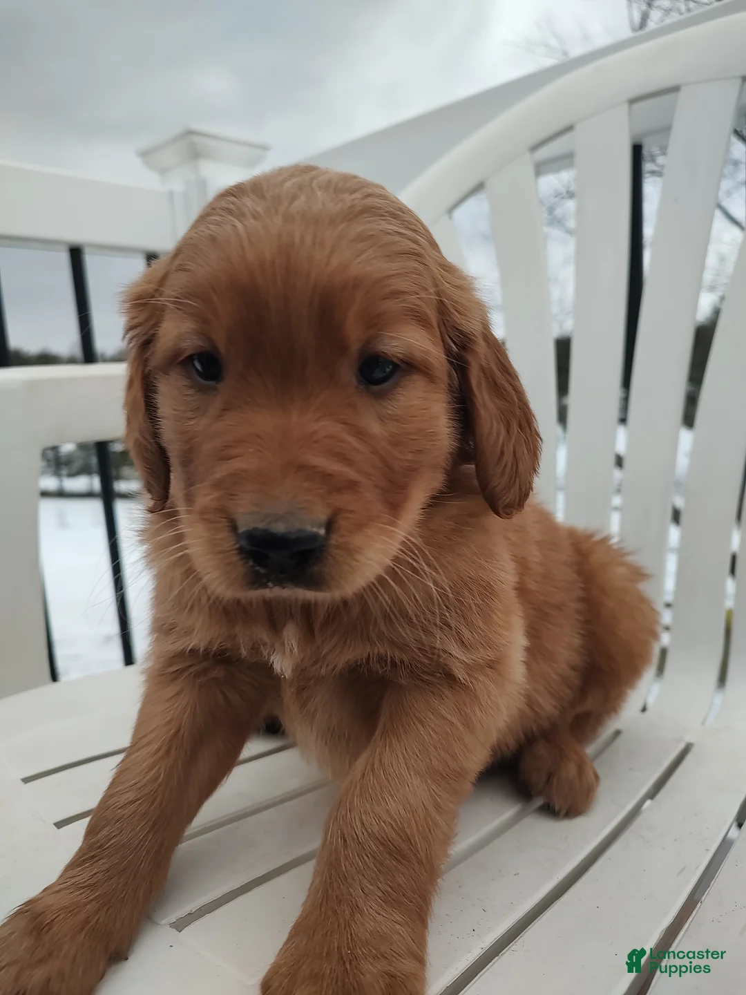 Mixed Breed dogs for sale: Buster  - Ad 4