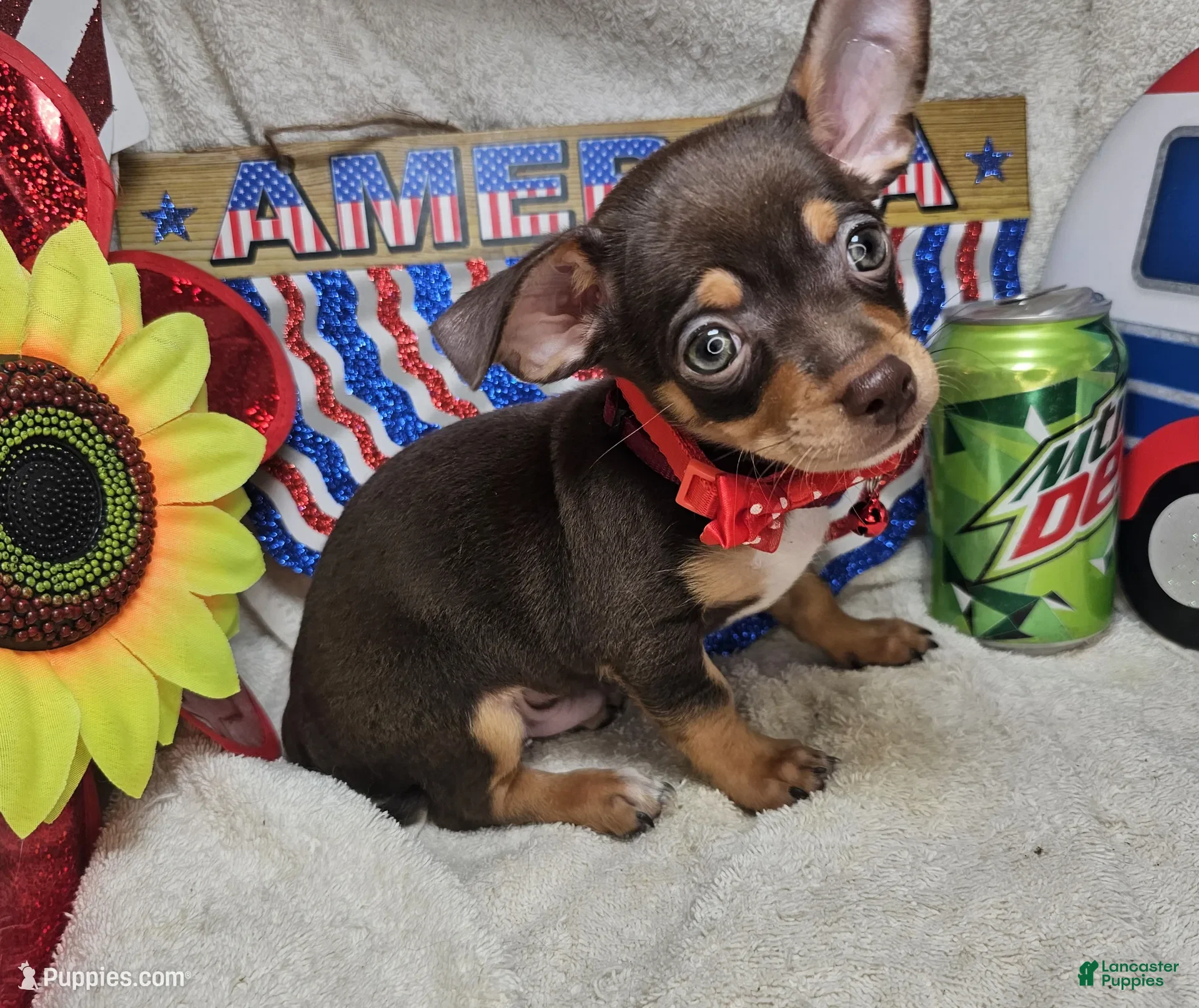 Chihuahua dogs Wolfgang Amado - Ad 6
