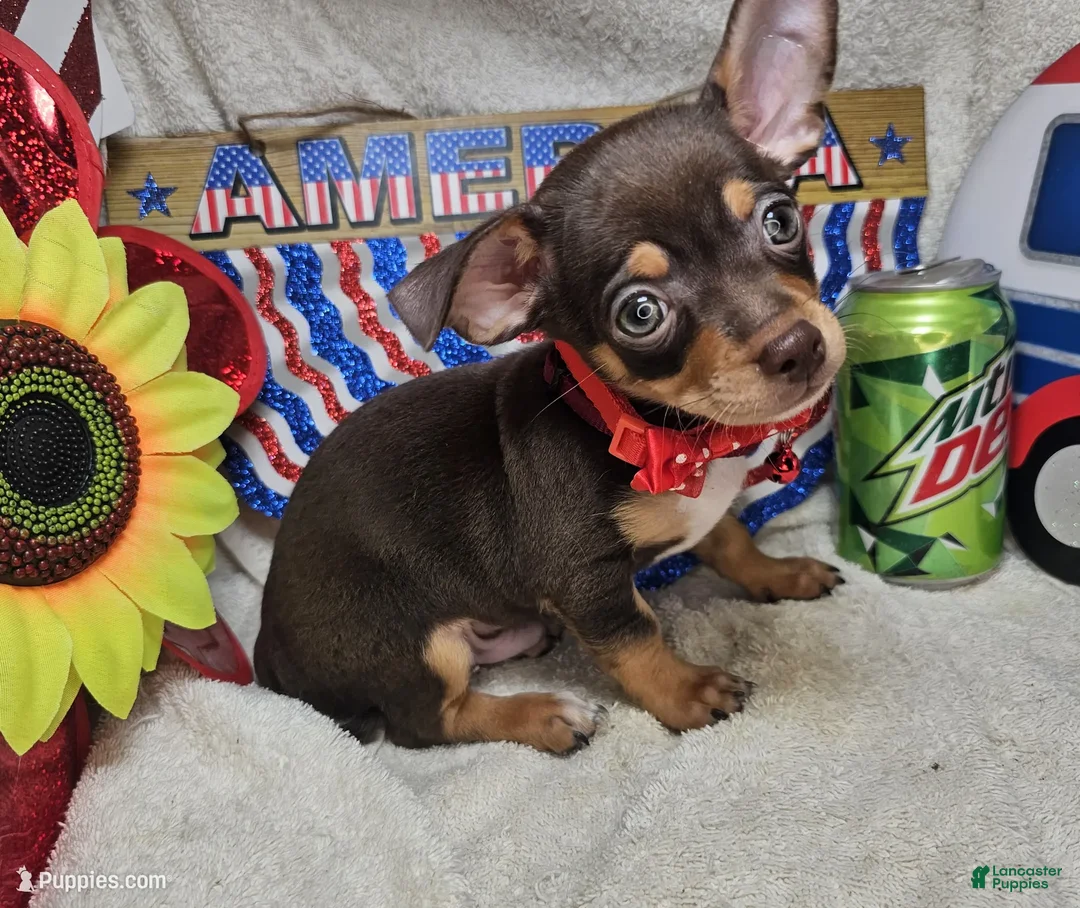 Chihuahua dogs for sale: Wolfgang Amado - Ad 1
