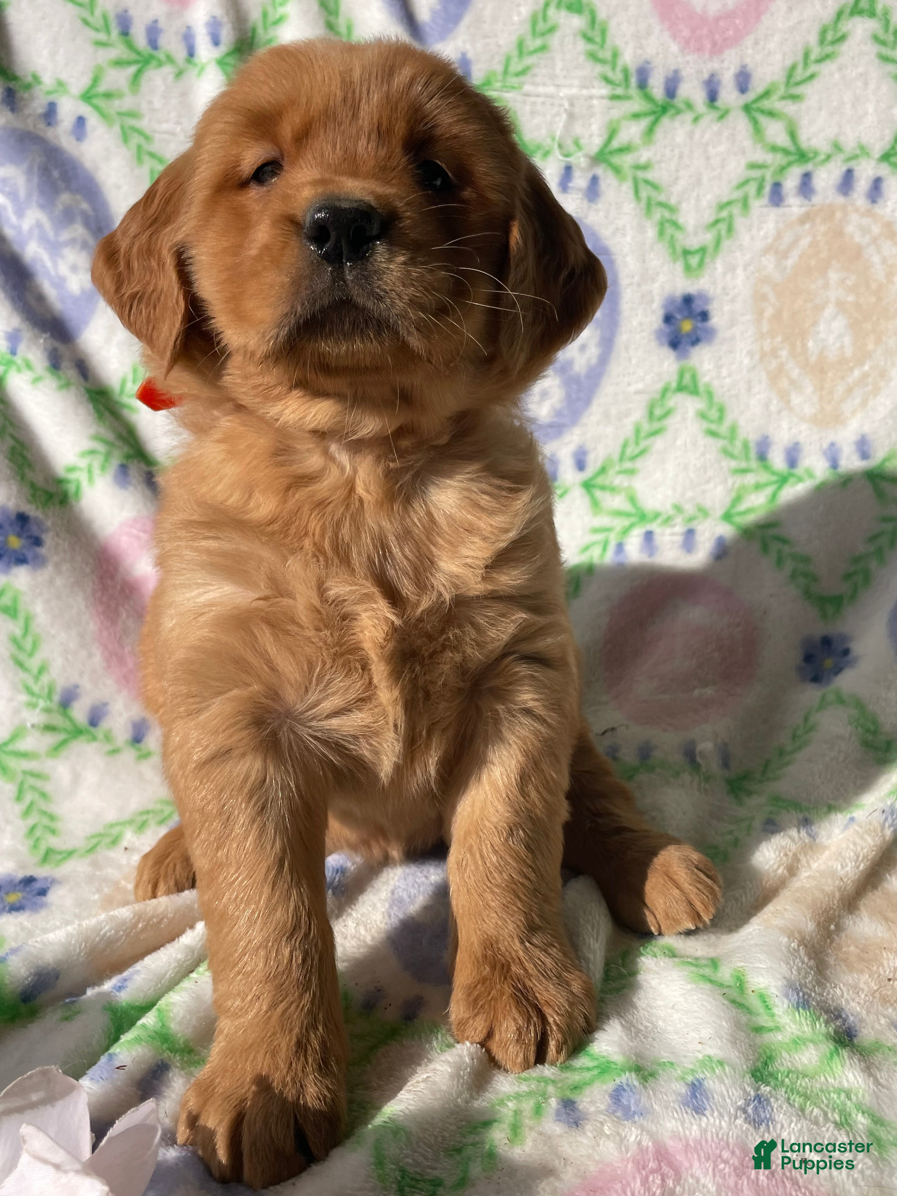 Golden Retriever dogs Russell - Ad 18