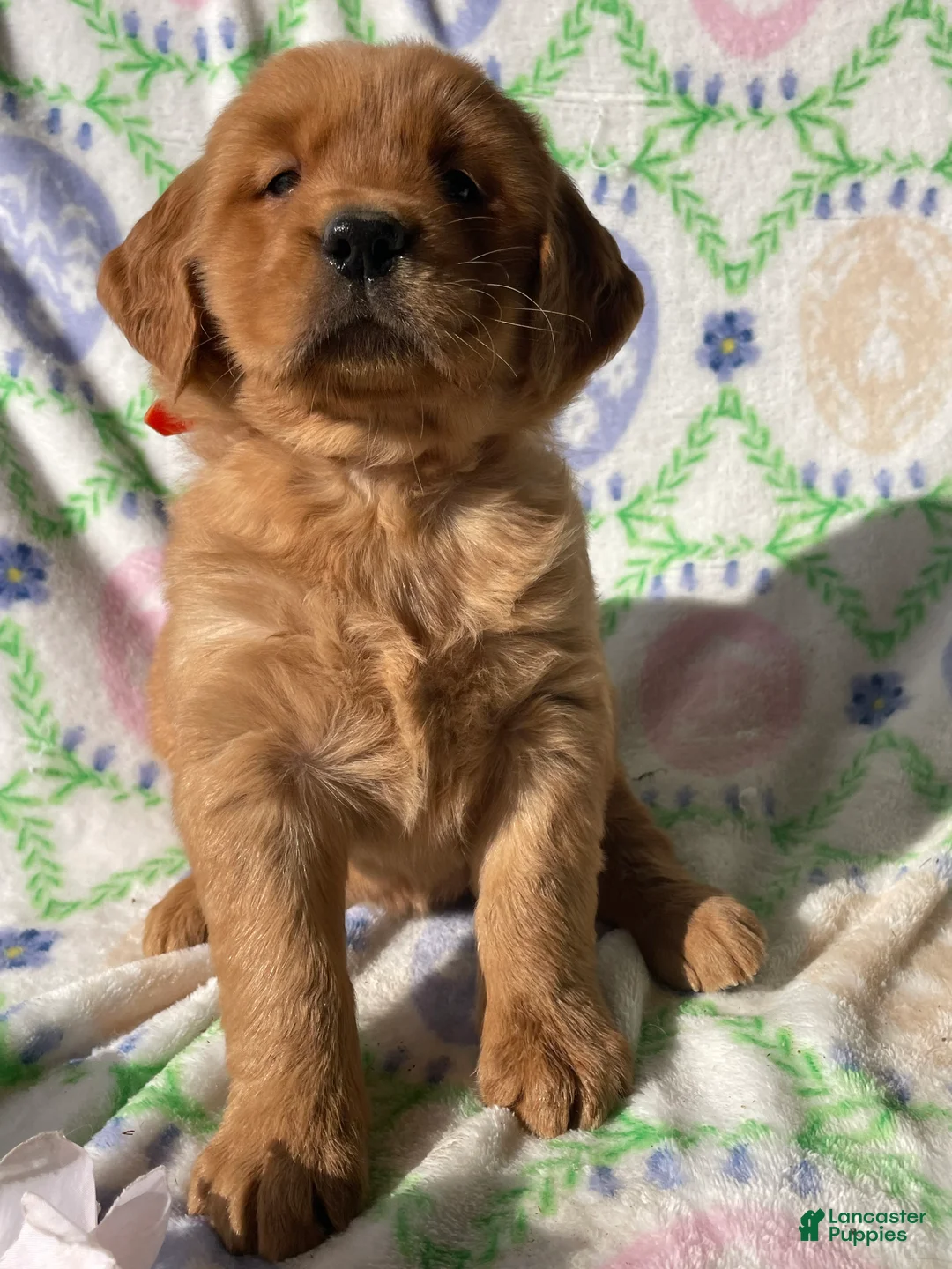 Golden Retriever dogs for sale: Russell - Ad 1