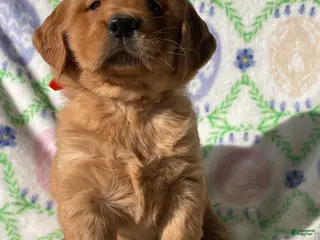 Golden Retriever dogs Russell - Ad 18