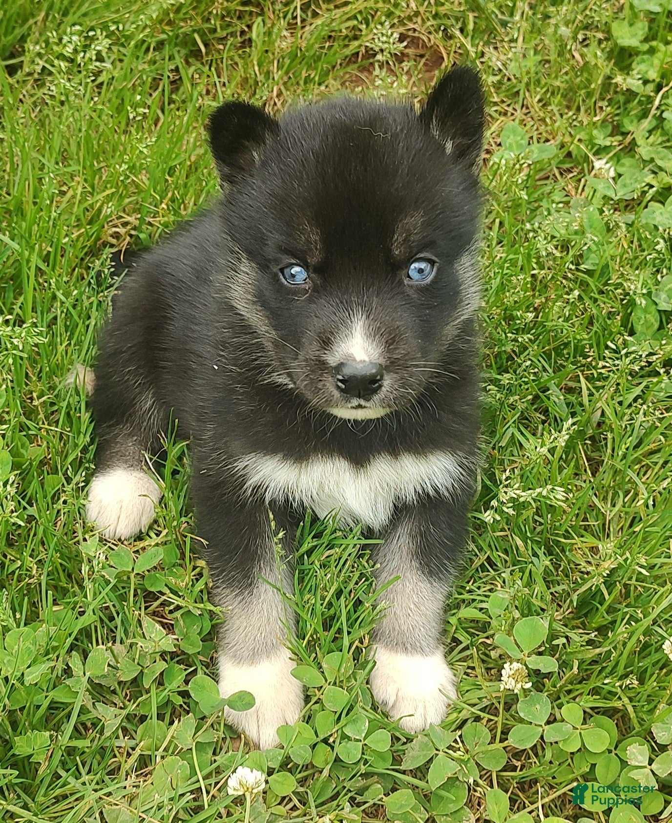 Siberian Husky dogs Sonya's male 2 - Ad 31