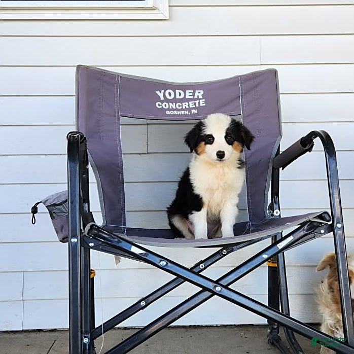Miniature Australian Shepherd dogs Tracy - Ad 1