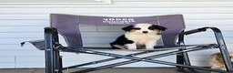 Miniature Australian Shepherd dogs for sale: Tracy - Ad 1