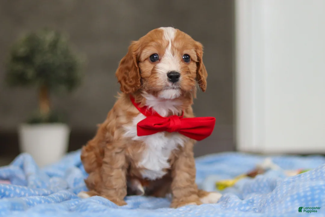 Cavapoo dogs for sale: Rocky - Ad 4