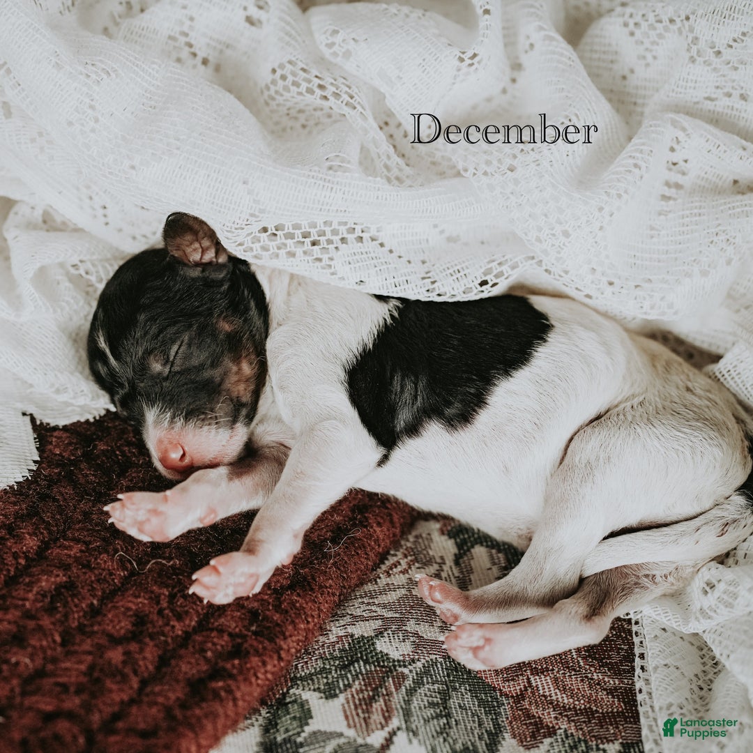 Standard Poodle dogs for sale: December - Ad 7