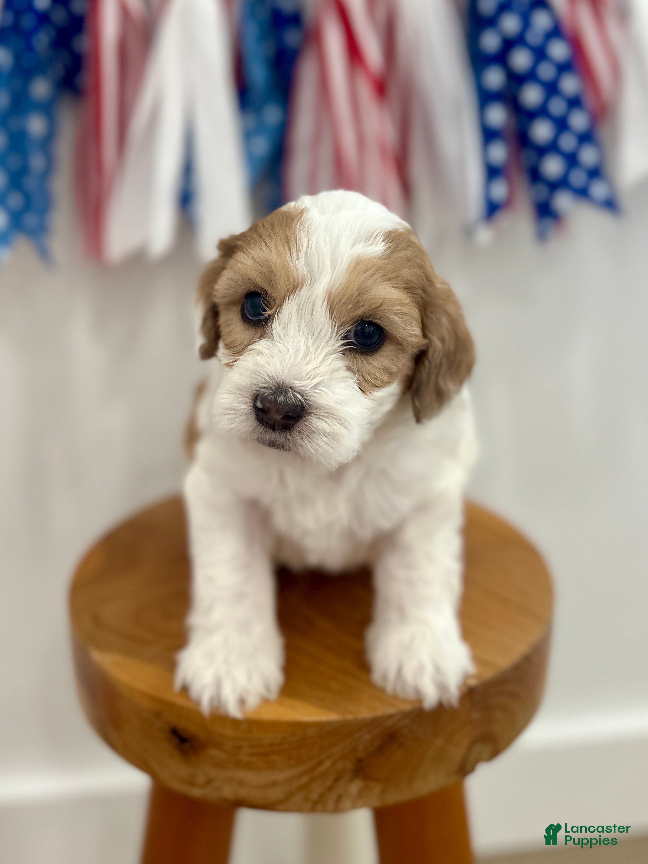 Mini Aussiedoodle dogs Leo - Ad 2