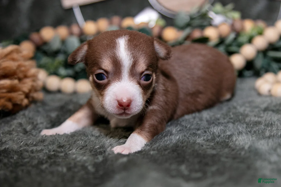 Chihuahua dogs for sale: Nutella - Ad 1