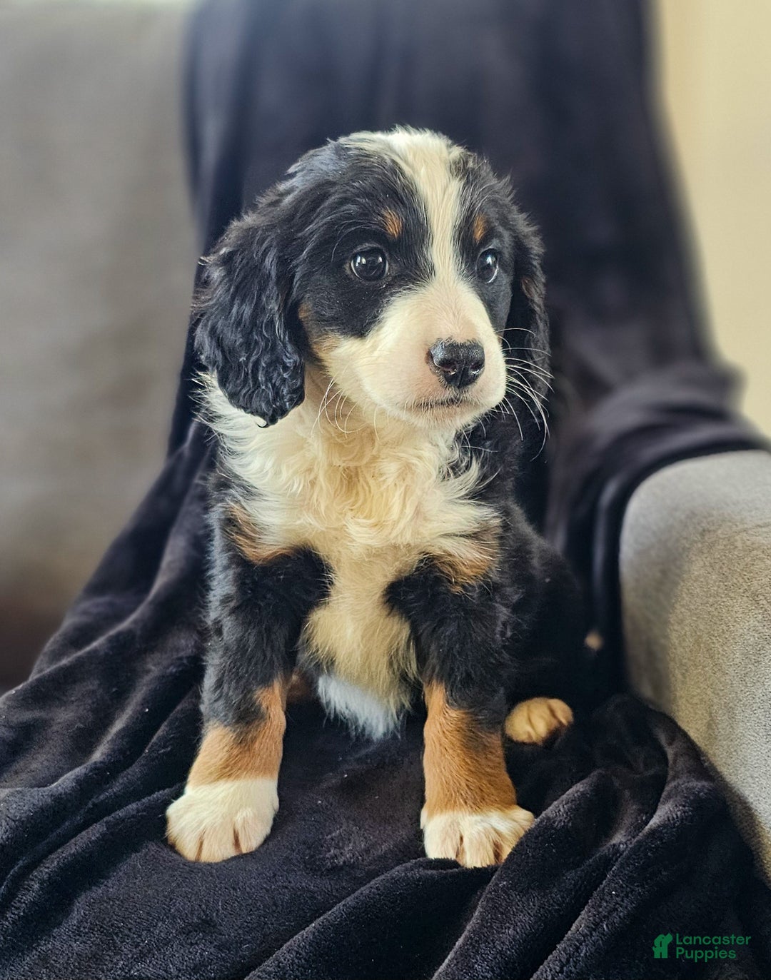 Mini Bernedoodle dogs for sale: Ivy - Ad 6