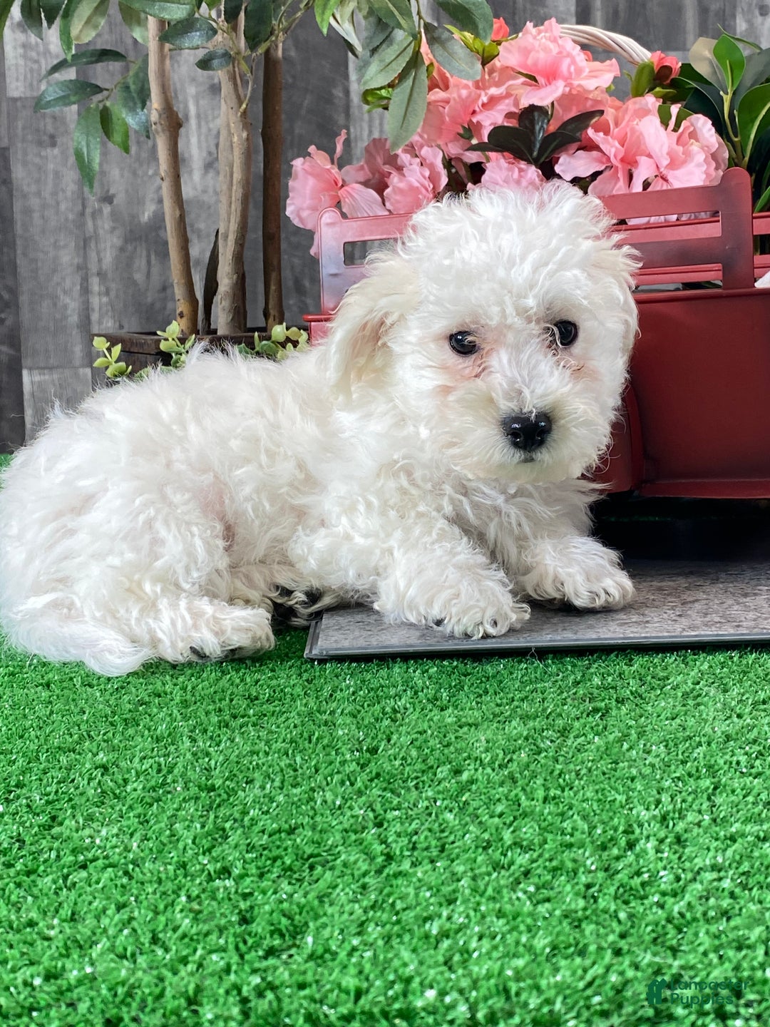 Bichon Frise dogs for sale: Buster - Ad 2