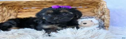 Shorkie dogs for sale: SUSIE - Ad 10