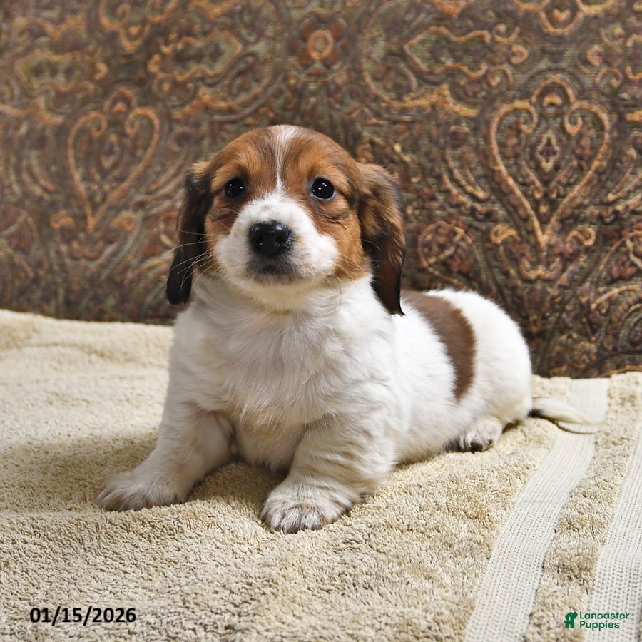 Miniature Dachshund dogs Rusty - Ad 2