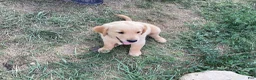 Golden Retriever dogs for sale: Jasper  - Ad 3