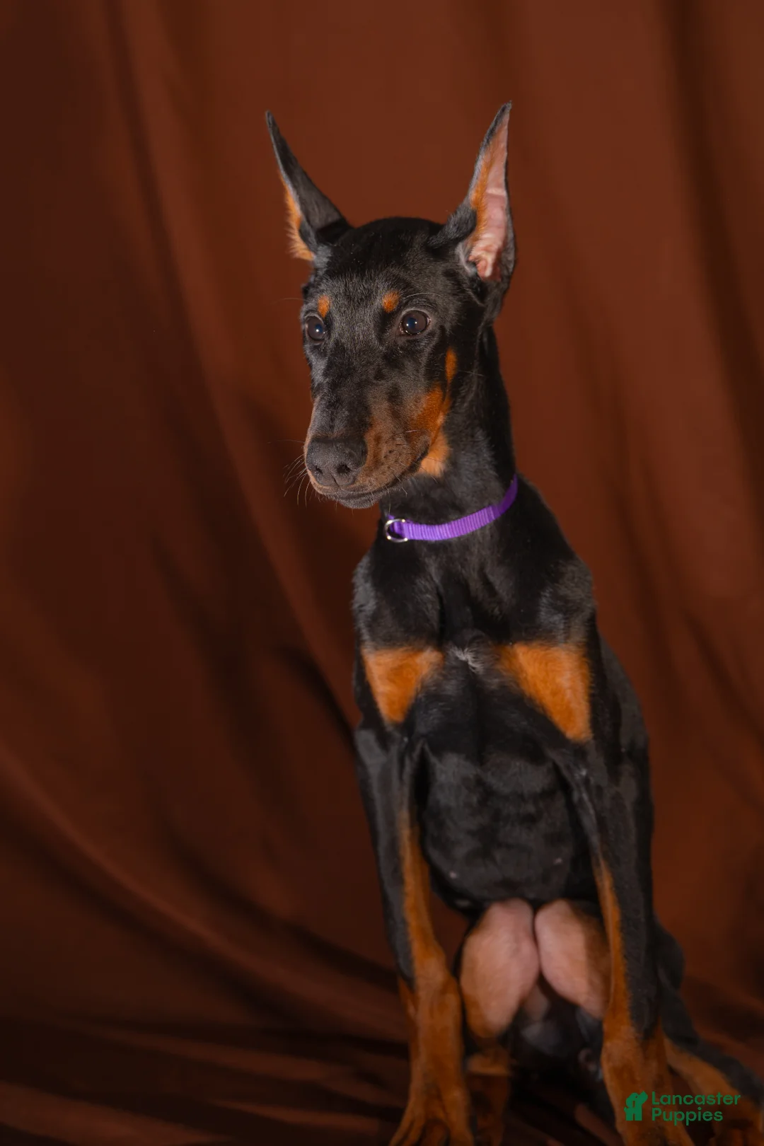 Doberman Pinscher dogs for sale: FULL AKC - Purple - Ad 1