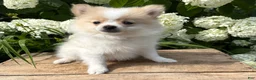 Pomeranian dogs for sale: Kai - Ad 3