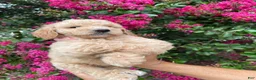 Goldendoodle dogs for sale: Sofie - Ad 6