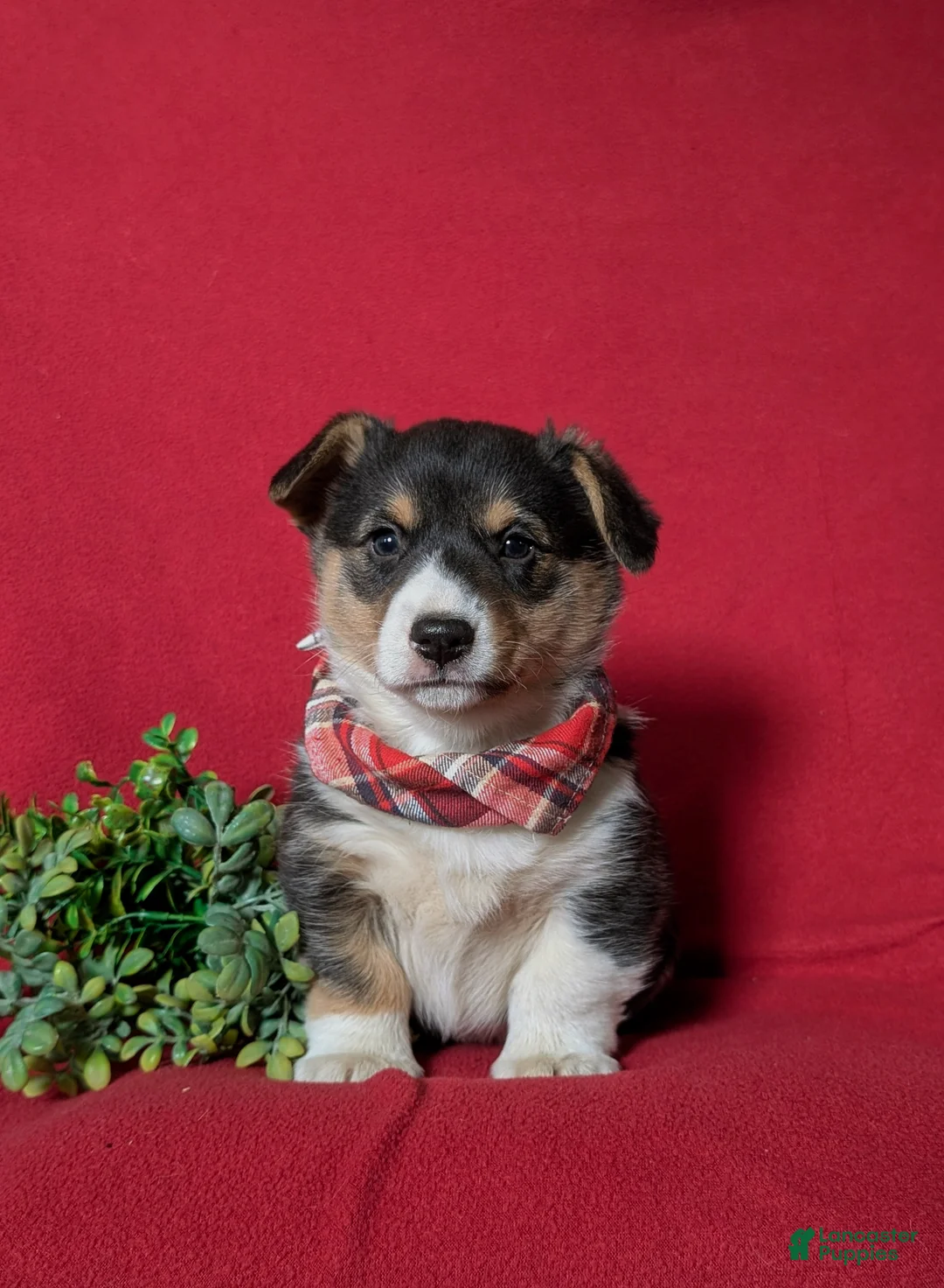 Welsh Corgi Pembroke dogs for sale: Garrity - Ad 2