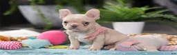 French Bulldog dogs for sale: Sofia - Ad 10