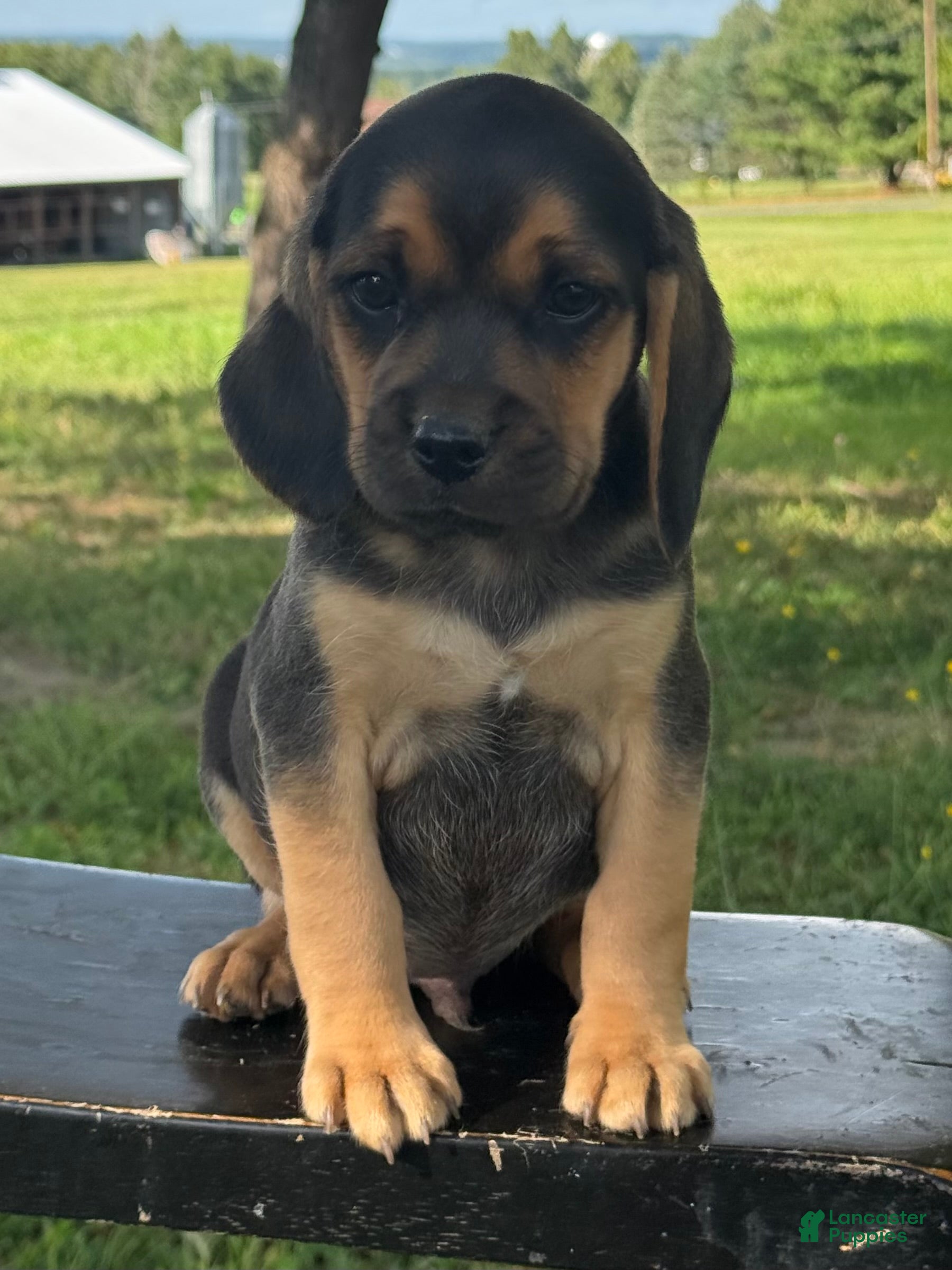 Puggle dogs Palmer - Ad 1