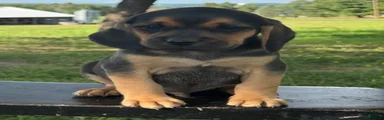 Palmer