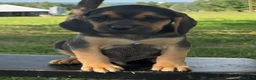 Puggle dogs for sale: Palmer - Ad 1