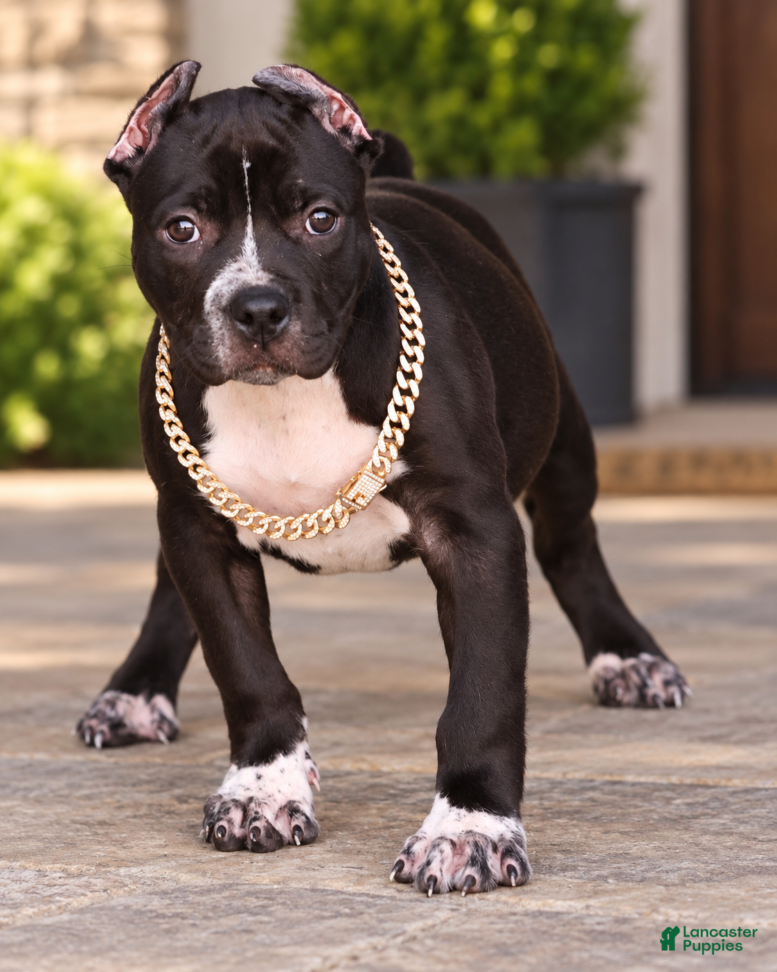 American Bully dogs Harmonia - XL - ABKC - Ad 1