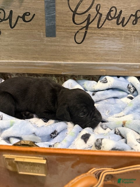 Cane Corso dogs Boy 2 - Ad 2