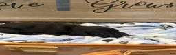 Cane Corso dogs for sale: Boy 2 - Ad 2