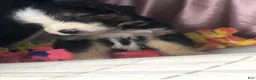 Australian Shepherd dogs for sale: Black tri Australian Shepherd 4 (male) - Ad 3
