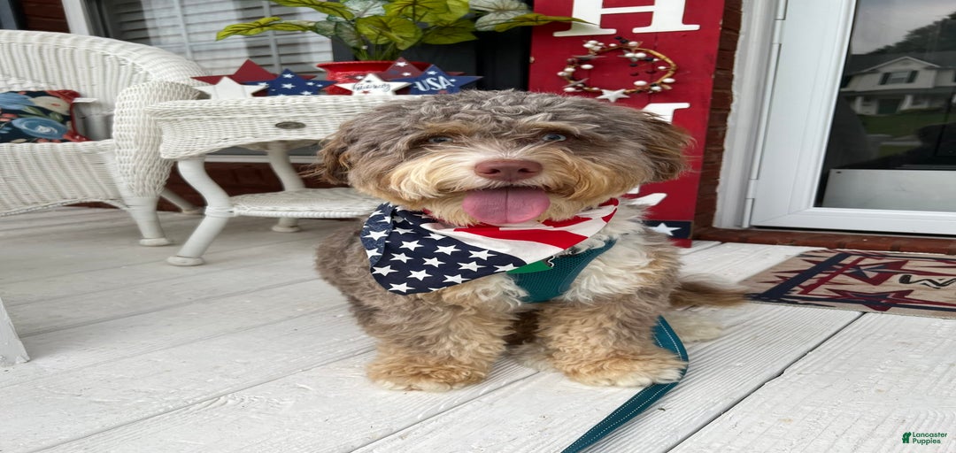 Gallery Image {{count}}