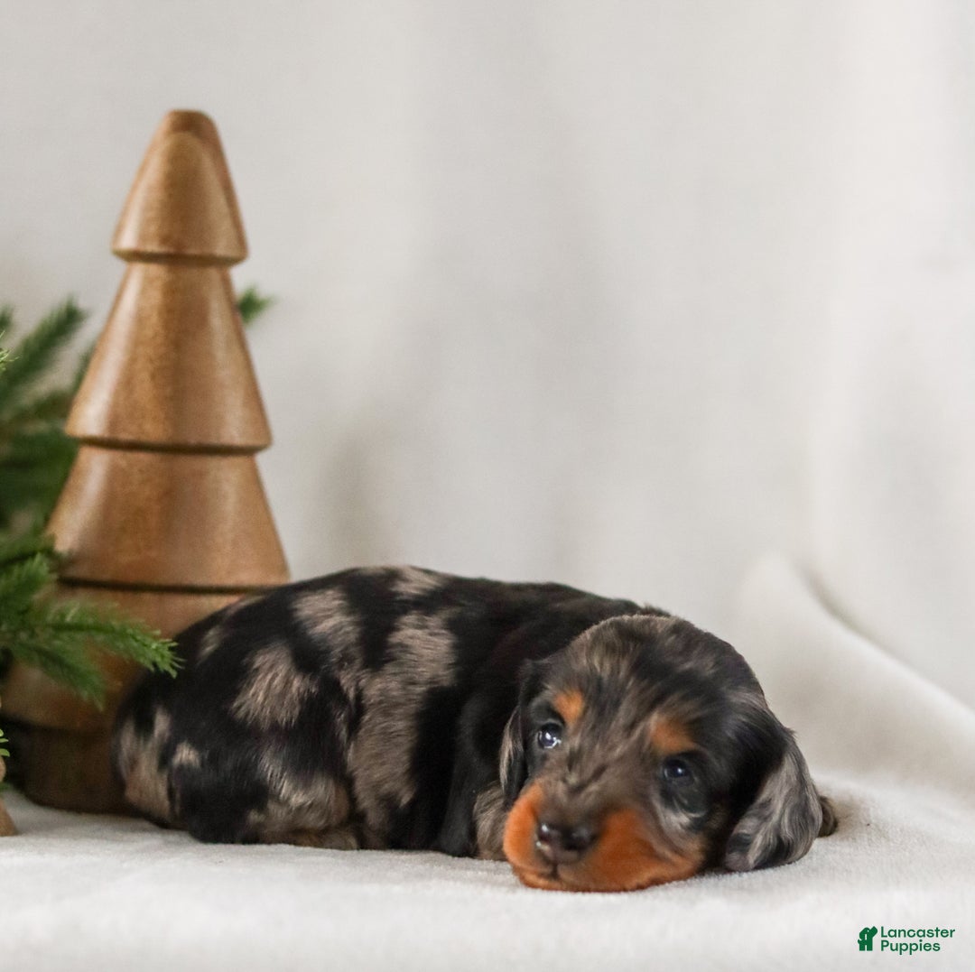 Miniature Dachshund dogs for sale: Izza - Ad 9