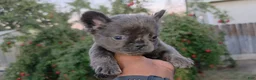 French Bulldog dogs for sale: Lucky the fluffy - Ad 3